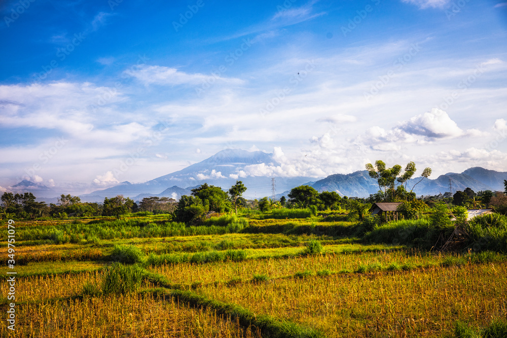 rice field with mountain view