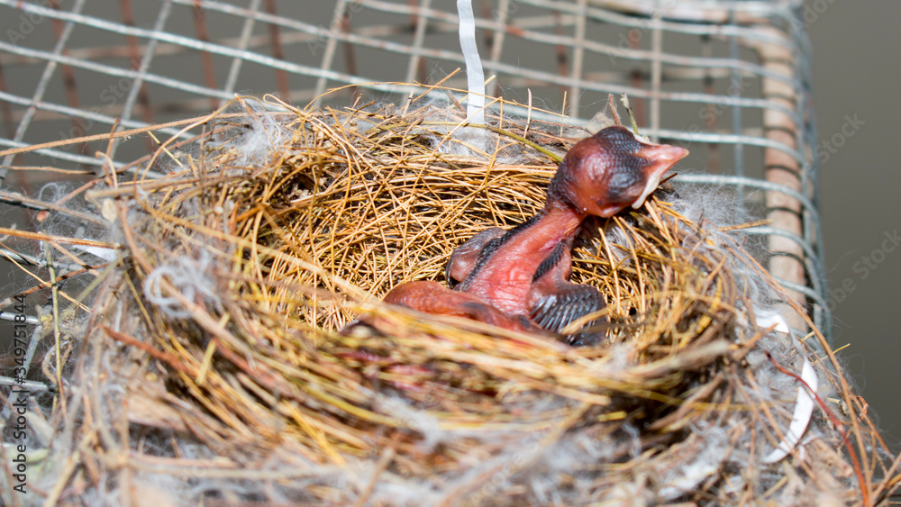 New born nightingale baby birds