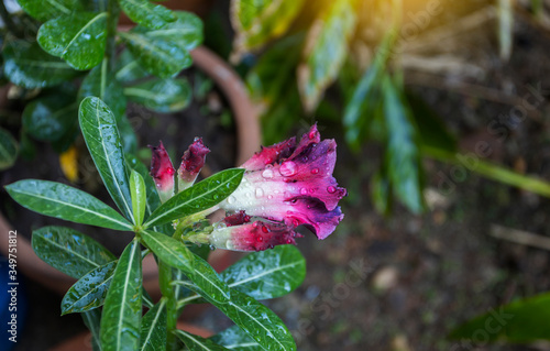 Wallpaper Mural Beautiful Desert rose flower in the garden with blurry green leaf in the background Torontodigital.ca