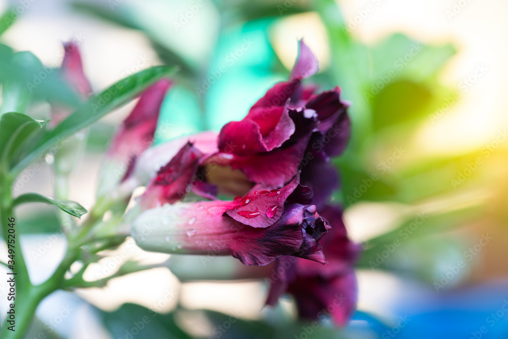 custom made wallpaper toronto digitalBeautiful Desert rose flower in the garden with blurry green leaf in the background