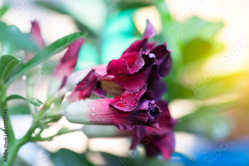 Wallpaper Mural Beautiful Desert rose flower in the garden with blurry green leaf in the background Torontodigital.ca