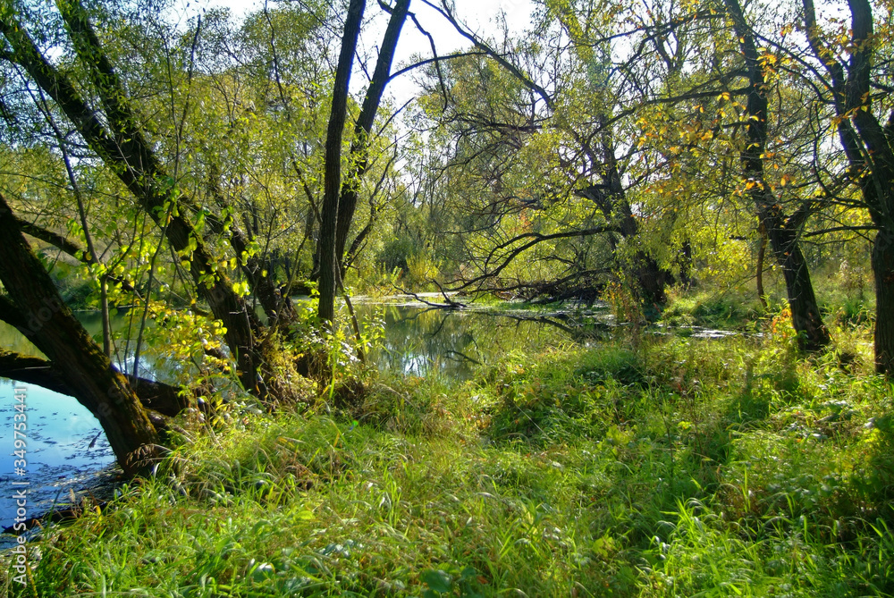 small river overgrown with grass and trees, Russia small river overgrown with grass and trees, Russia