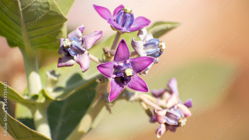 Calotropis gigantea (crown flower)  Violet aak aakao flower Fruit Leaf Plant