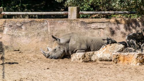 Rhinocéros blanc photographié dans un parc animalier