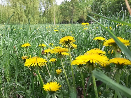dandelions in the grass