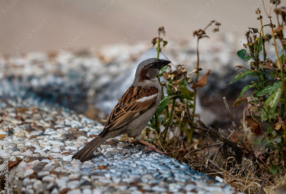Naklejka premium A male house sparrow (Passer Domesticus) catching and eating bugs