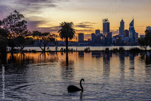 Fototapeta Naklejka Na Ścianę i Meble -  Iconic black swan swimming at sunset, with Perth city in background. Focus on foreground