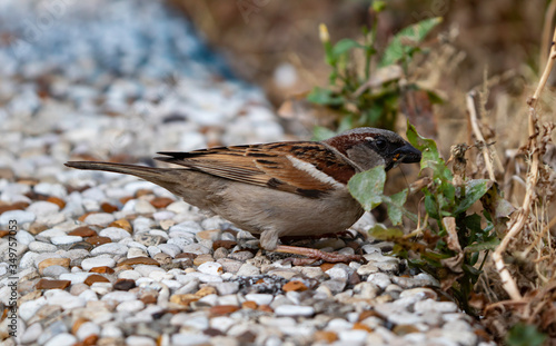 A male house sparrow (Passer Domesticus) catching and eating bugs