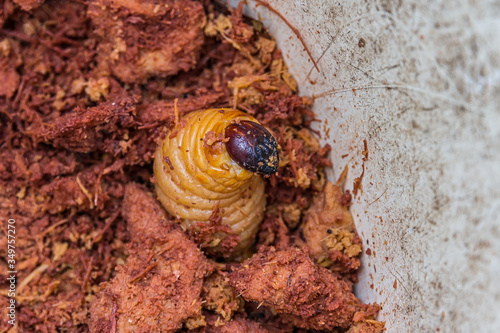 A large and fat orange caterpillar larva crawled out from under the ground photo