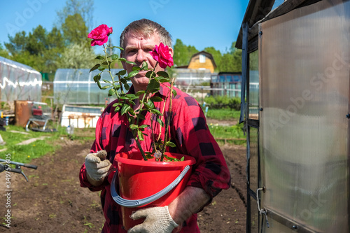 An elderly male gardener holds a pot of roses with flowers grown in the backyard in the summer.