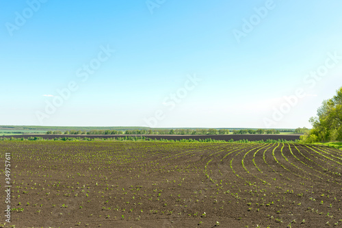 Agricultural field with sprouted sunflower sprouts on a clear spring day