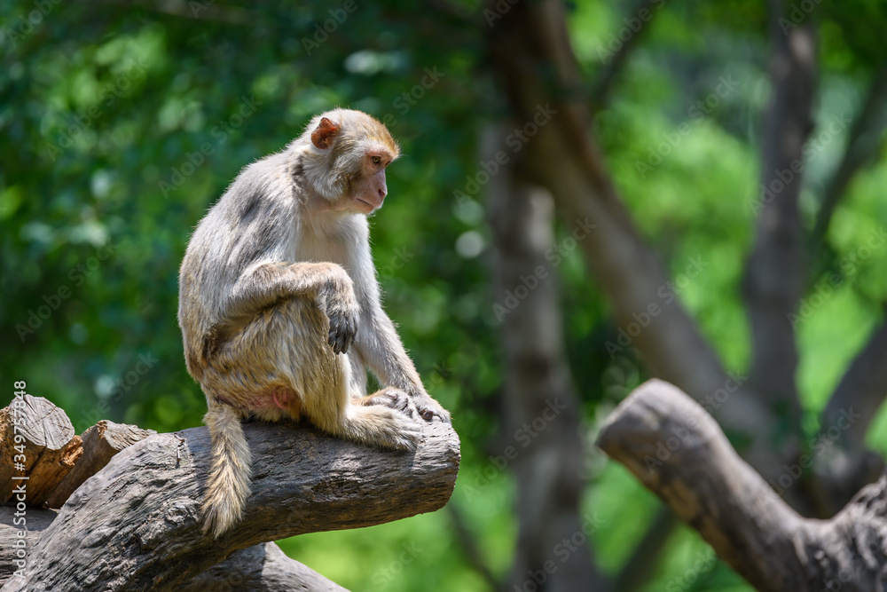 Monkey sitting on the tree Monkey sitting on the tree