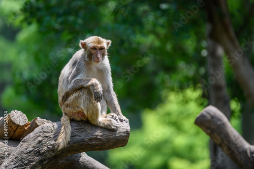 Monkey sitting on the tree © chendongshan