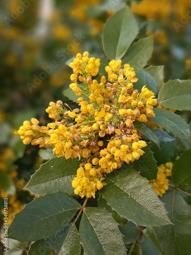 yellow spring leaves