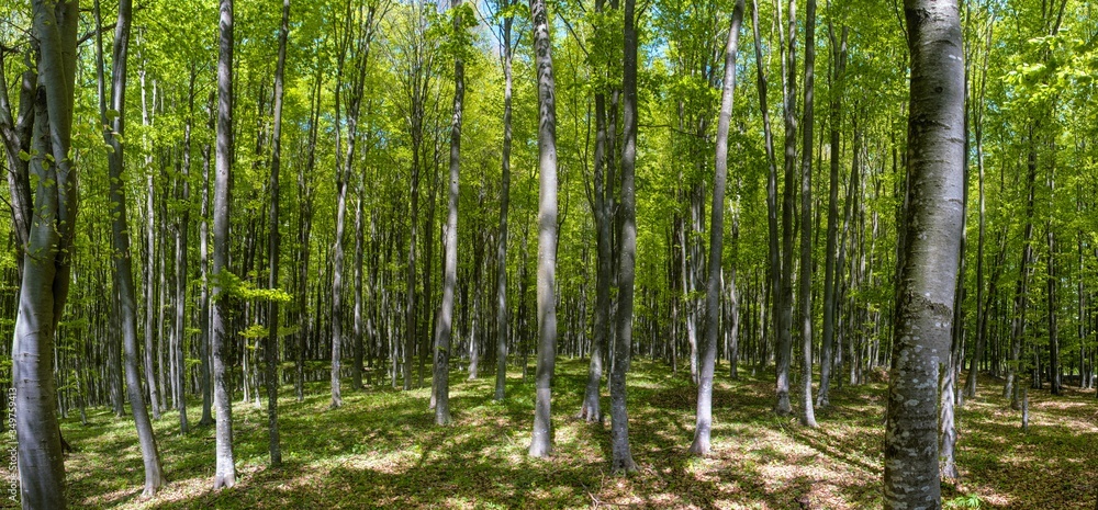 Fototapeta premium panoramic landscape in the green forest