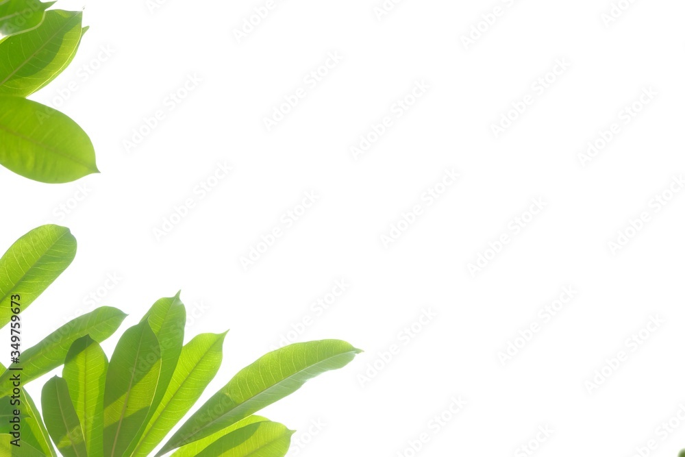 Fototapeta premium Devil tree leaves with branches and day light on white isolated background for green foliage backdrop and copy space