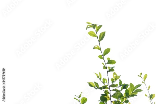  for green foliage backdrop and copy space 