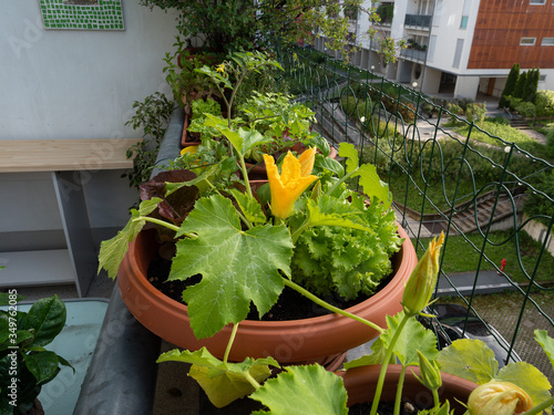 vegetable on balcony home horticulture