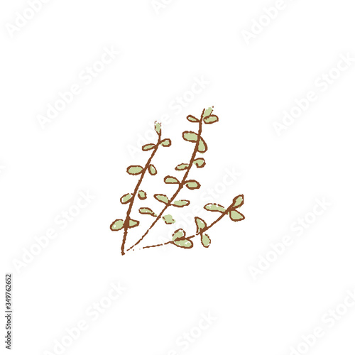 Bunch of Fresh green Thyme twigs isolated icon. Spring Rareripes. hastings, farm market, Vector illustration. hand-drawn photo