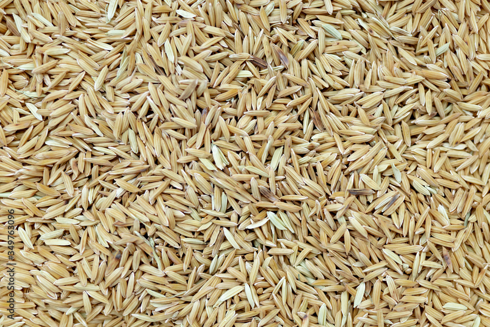 Paddy rice. Concepts of rice milling, the basic processing steps of paddy to be rice or brown rice suitable for eating Paddy rice. Concepts of rice milling, the basic processing steps of paddy to be rice or brown rice suitable for eating