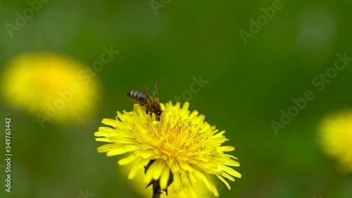 slow motion, one honey bee flies up to a dandelion and lands on a yellow flower to collect honey and pollen