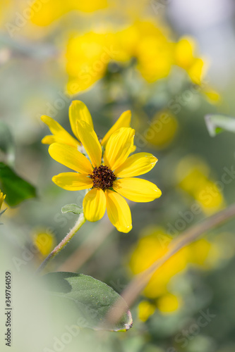 Chocolate yellow daisies grow blooming in the garden, background flowers