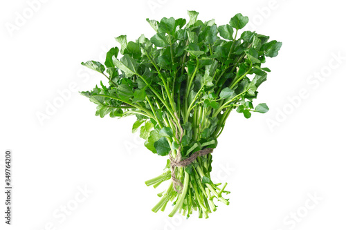 Bilde på lerret bundle of watercress on white background
