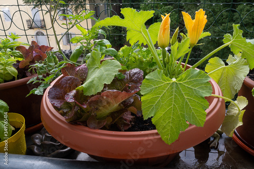 vegetable on balcony home horticulture
