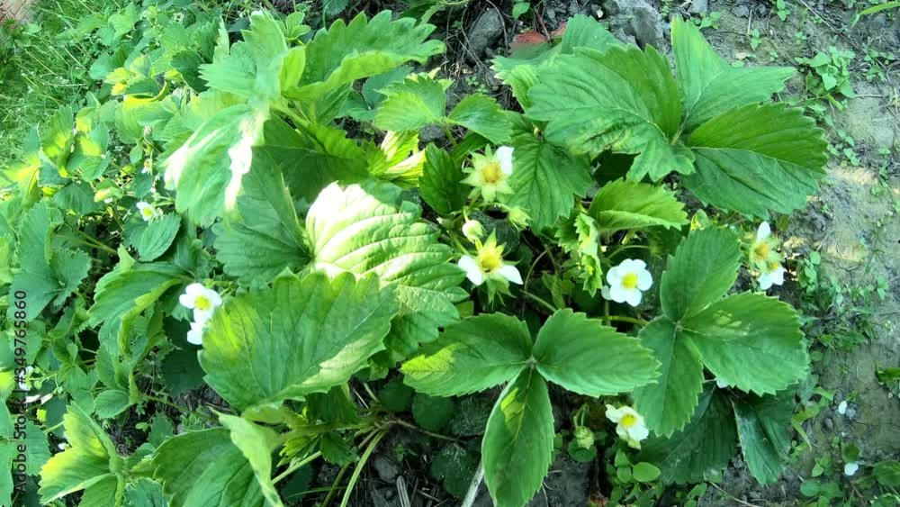 Flowering strawberry bush sways in the wind Flowering strawberry bush sways in the wind