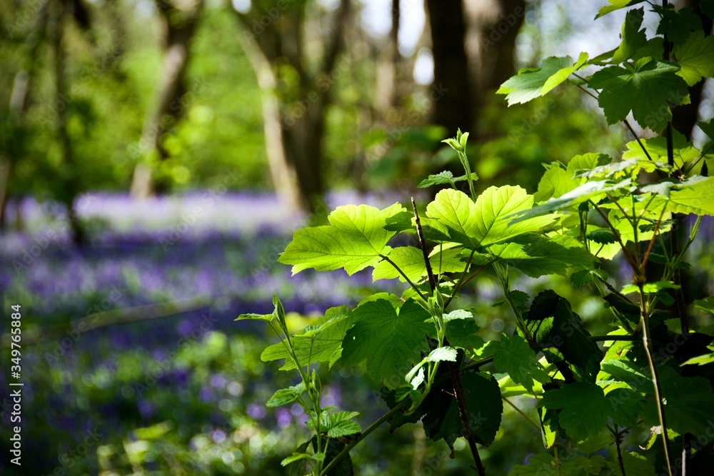 Green leaves in the spring forest Green leaves in the spring forest