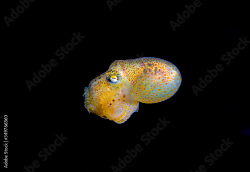 The juvenile Mototi octopus. 