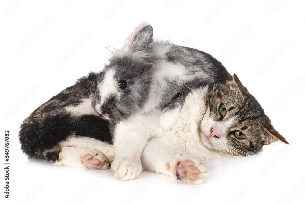 dwarf rabbit and cat