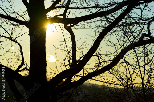 Słońce zza drzew photo