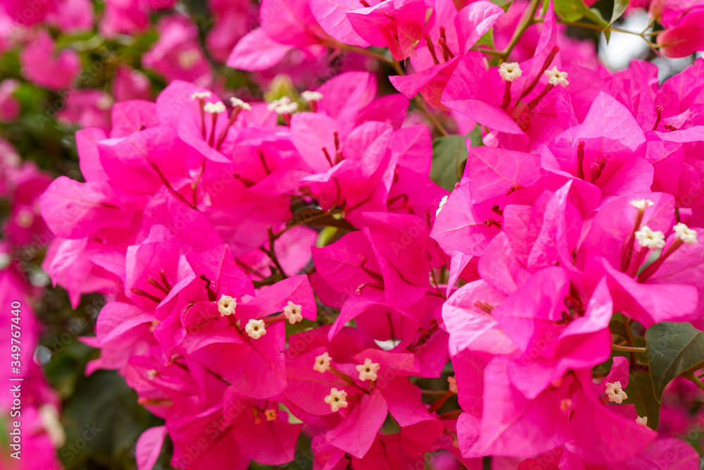 incredible bright pink flowers with delicate petals, fuchsia background, wallpaper incredible bright pink flowers with delicate petals, fuchsia background, wallpaper