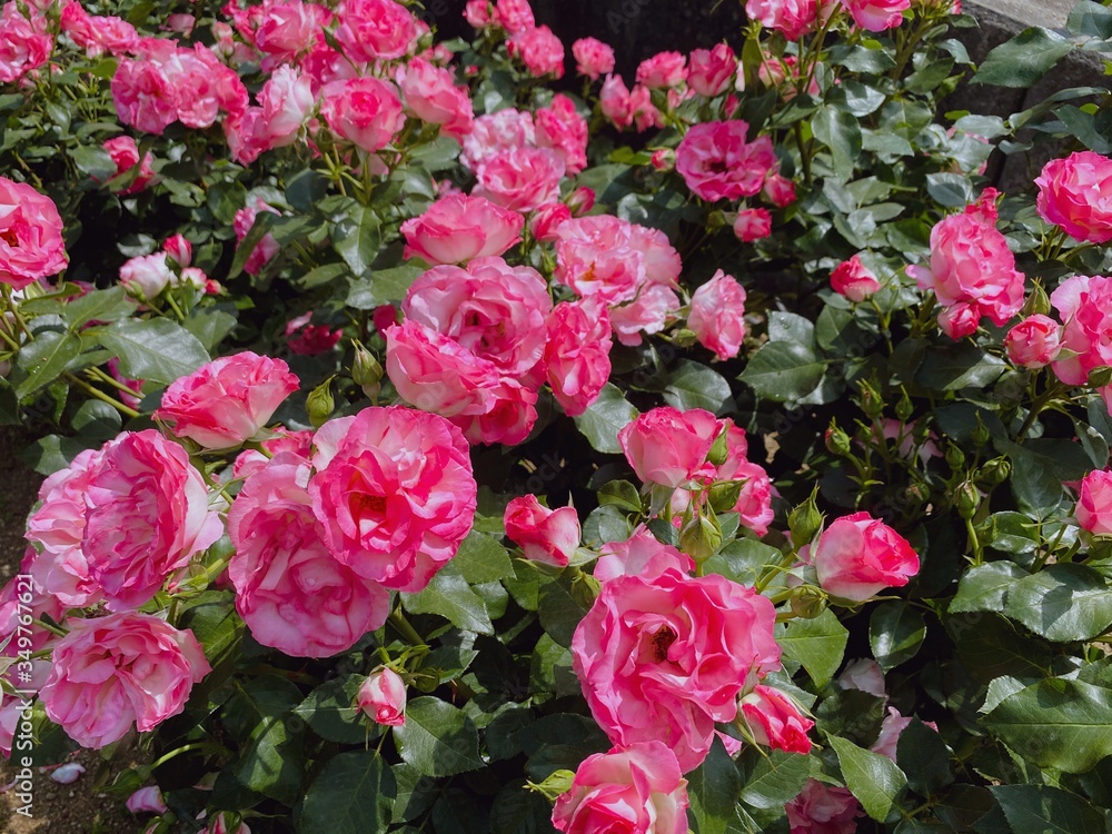 薔薇(ボーターローズ) 愛媛県今治かわら館 薔薇(ボーターローズ) 愛媛県今治かわら館