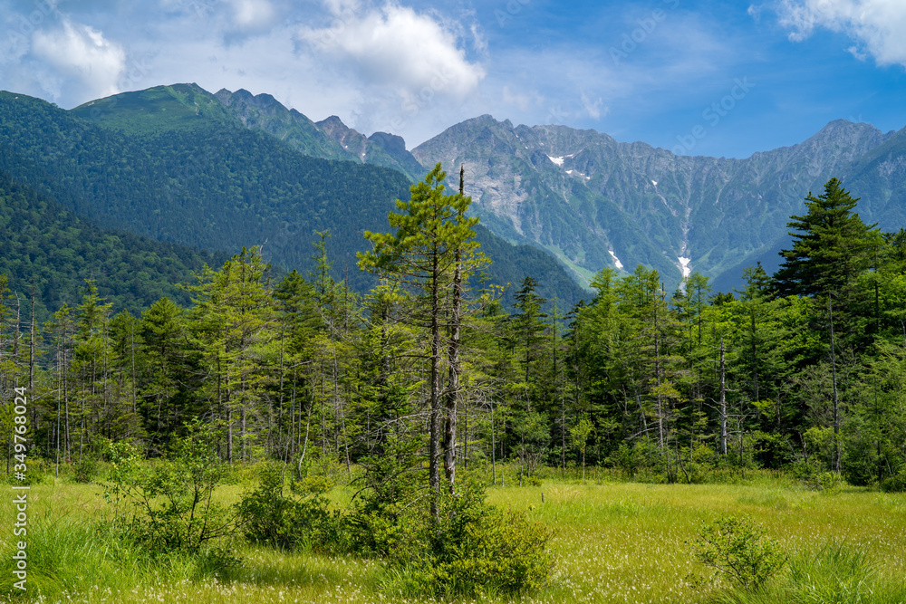 Fototapeta premium 上高地の森とアルプス山脈