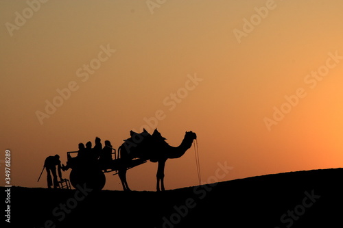 silhouette of camel in desert