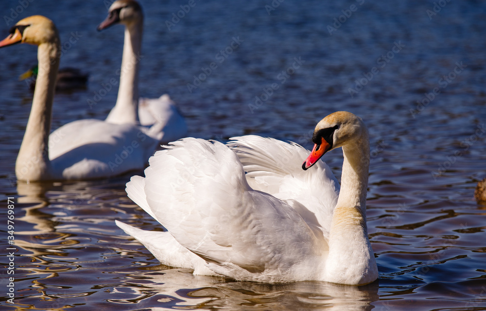Naklejka premium White swans by the river.