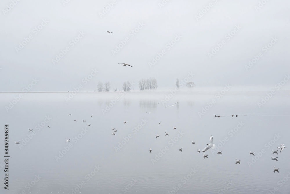 Birds on the background of the shore in the fog
