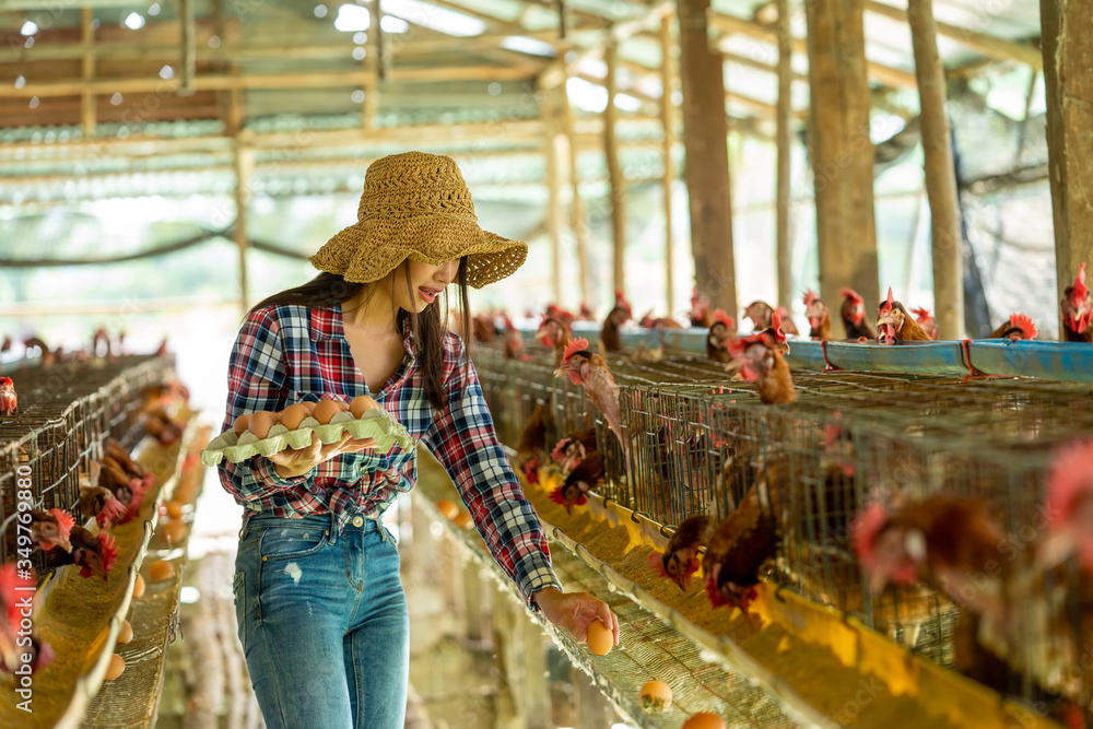 Female farmers harvest the fresh eggs in the chicken farm,Concept of chicken farm standardized.