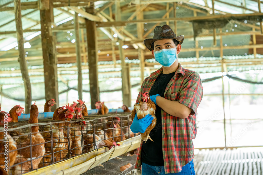 Asian farmers wearing protective mask to Protect Against Covid-19 raise chickens on a rural farm and harvest quality chicken eggs for commercial purposes.