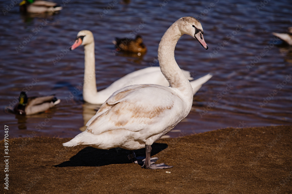 Obraz premium White swans by the river.