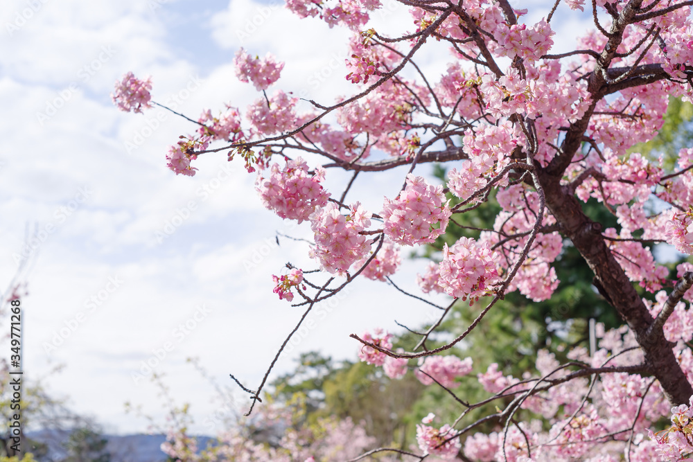 Obraz premium 河津桜：桜 sakura cherry blossom 