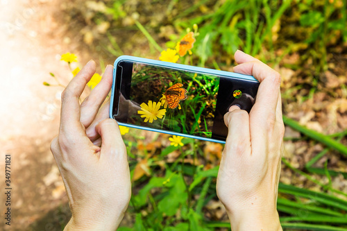 Woman hands taking a photo in the forest to a butterfly