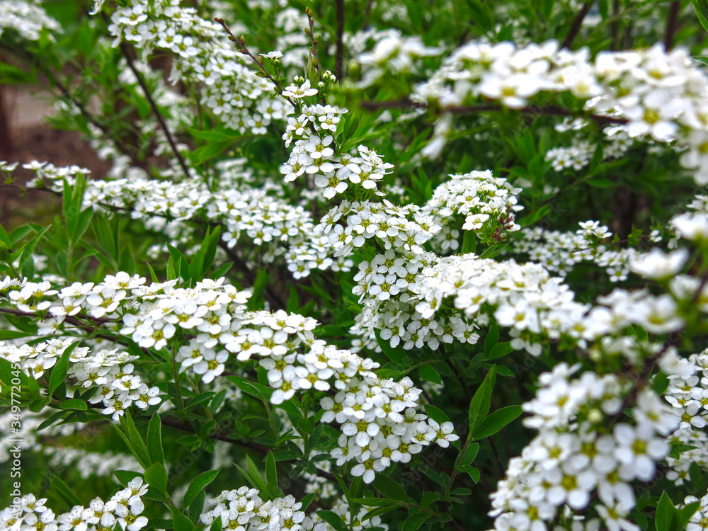 spirea shrub blooms in the garden with small white flowers spirea shrub blooms in the garden with small white flowers