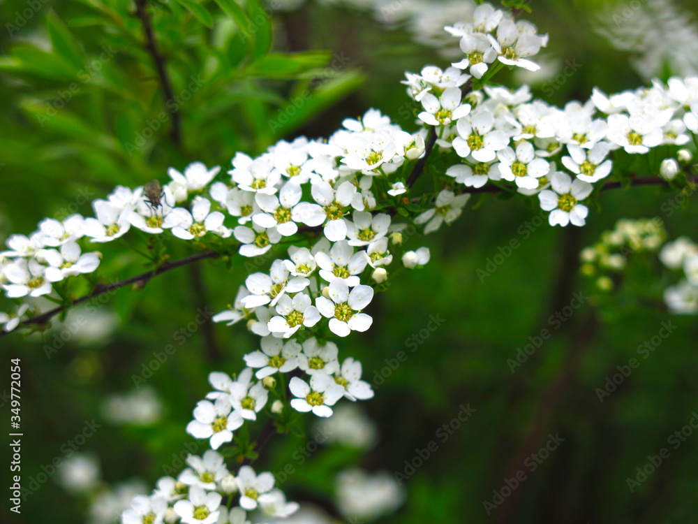spirea shrub blooms in the garden with small white flowers spirea shrub blooms in the garden with small white flowers
