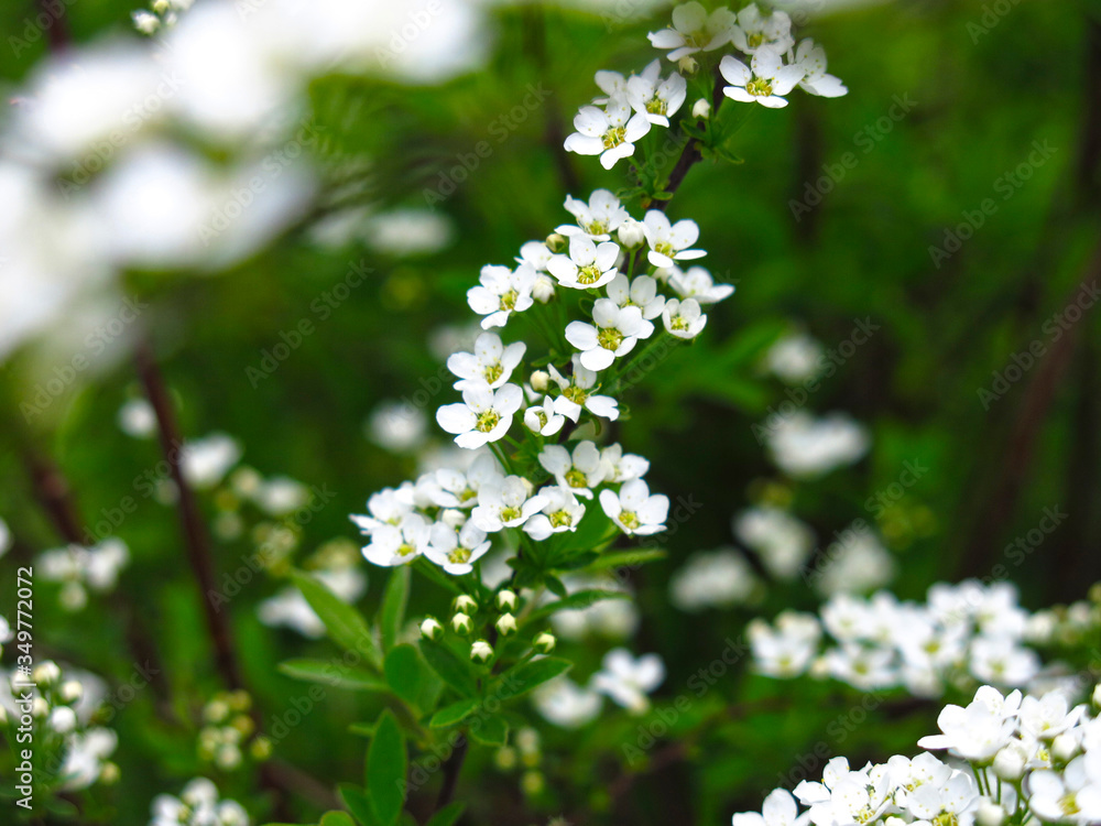 spirea shrub blooms in the garden with small white flowers spirea shrub blooms in the garden with small white flowers