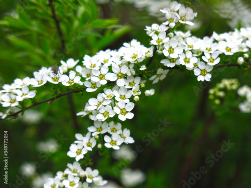 spirea shrub blooms in the garden with small white flowers