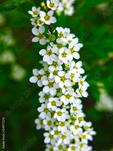 spirea shrub blooms in the garden with small white flowers