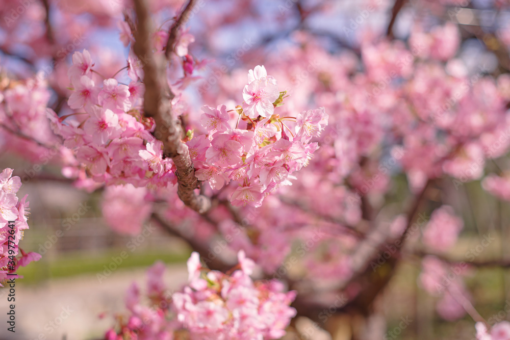 河津桜：桜　sakura　cherry blossom	
